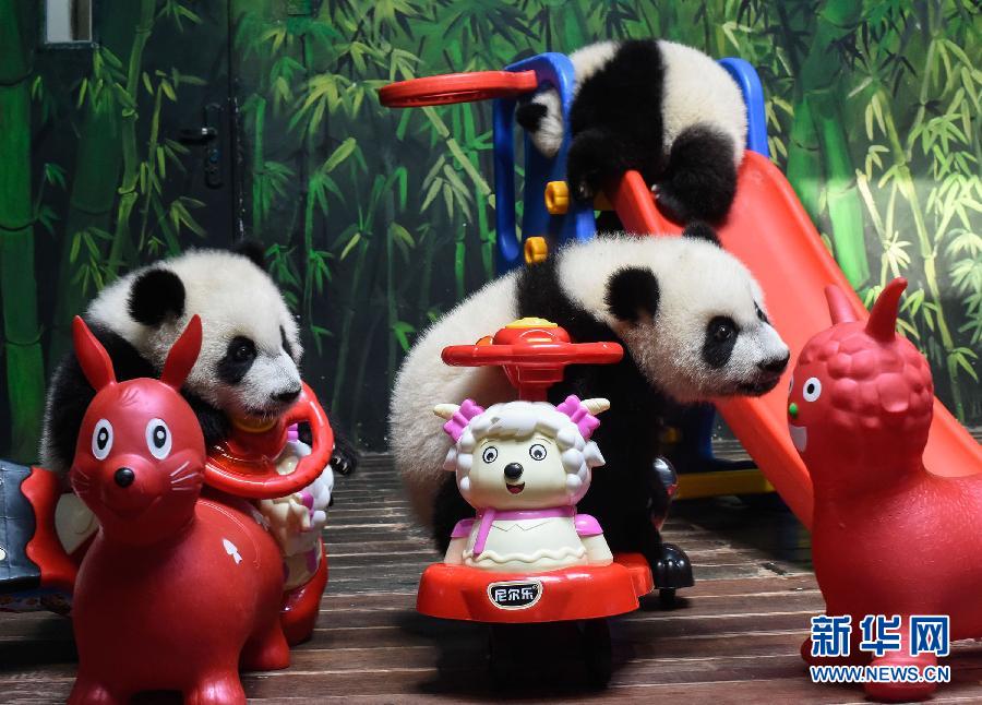 广州：三胞胎大熊猫过大年
