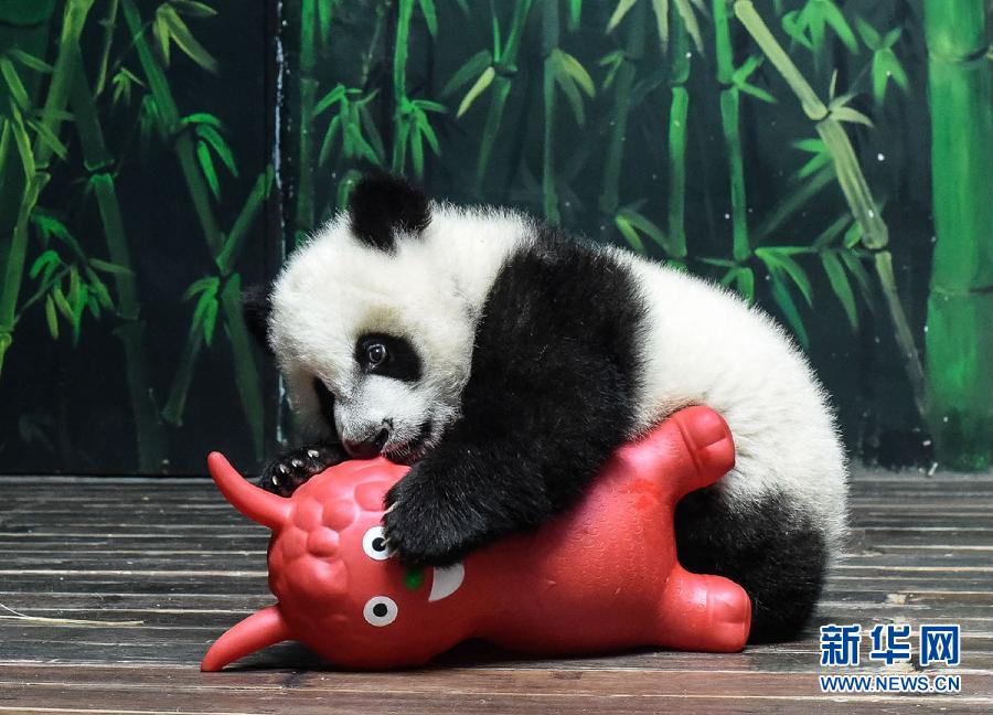 广州：三胞胎大熊猫过大年