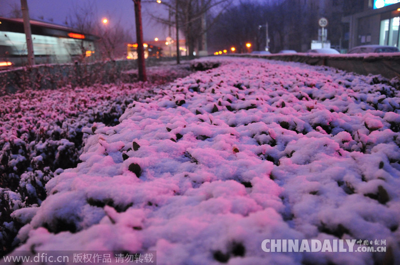 瑞雪兆丰年 北京降下羊年首场雪