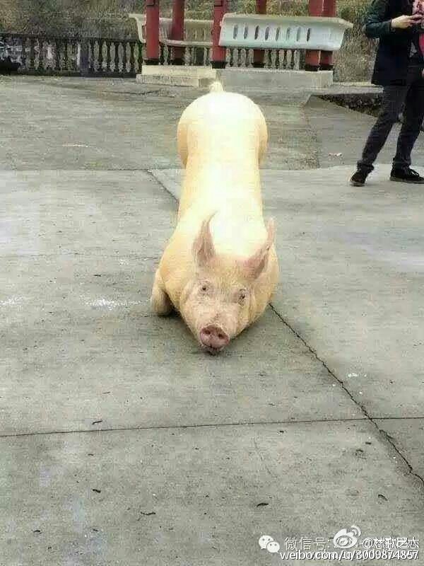 一头猪跑到寺院跪拜引围观 警察点破称实为有病