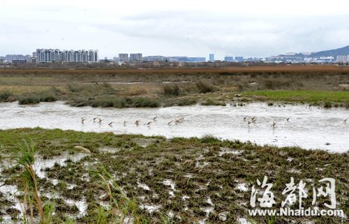 福州“最拉风”水域龙祥岛 将建湿地公园