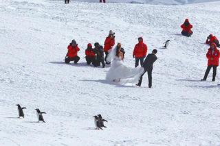 中国客涌入南极:拍婚纱照吓跑企鹅 什么都摸一摸