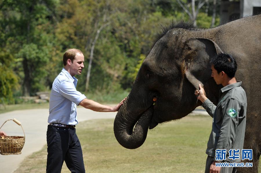 威廉王子探访亚洲象种源繁育基地