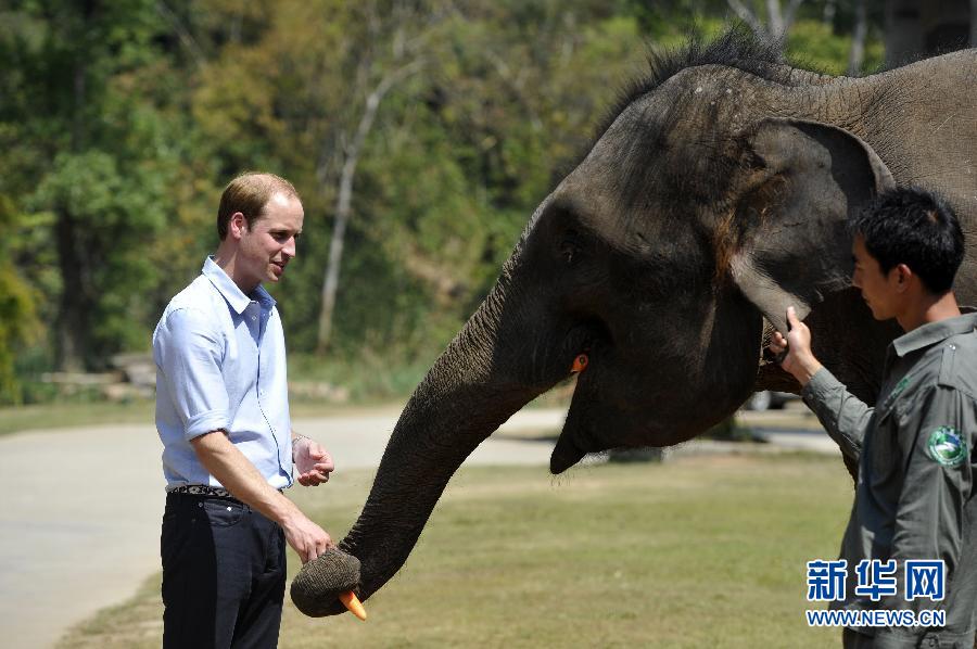 威廉王子探访亚洲象种源繁育基地