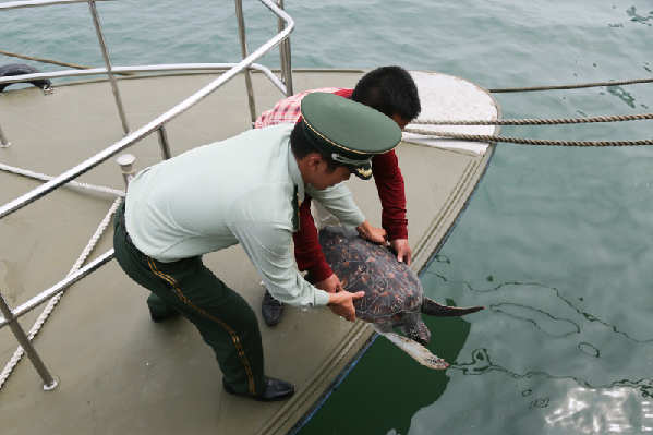 渔民误捕绿海龟 海警协助放生