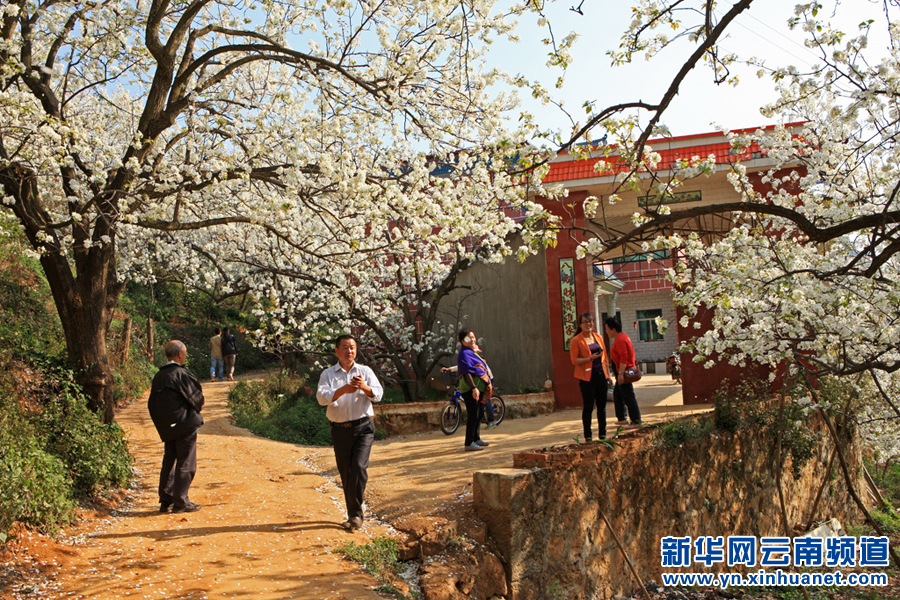 云南个旧加级寨：梨花盛开迎游客