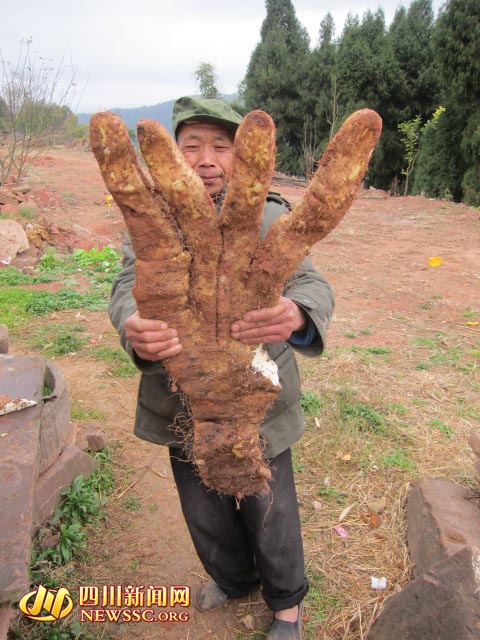 四川大爷种出29斤奇特蔬菜 长4根“大手指”(图)