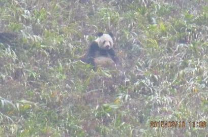 四川市民散步偶遇野生大熊猫 草地中晒太阳萌态十足