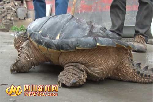 南充阆中惊现重达27斤鳄龟 村民要放生被阻止