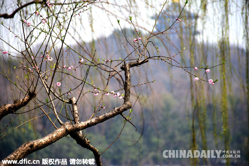 杭州西湖又要到“乱花渐欲迷人眼”最美季节