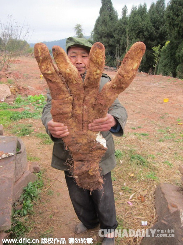 四川中江大爷种出29斤奇特蔬菜 长4根“大手指”