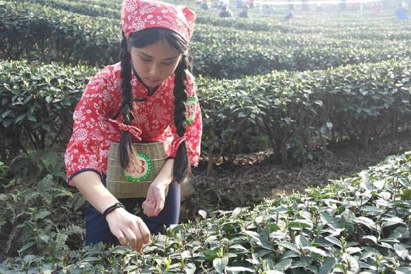 雅女采茶大赛 助兴茶文化旅游节
