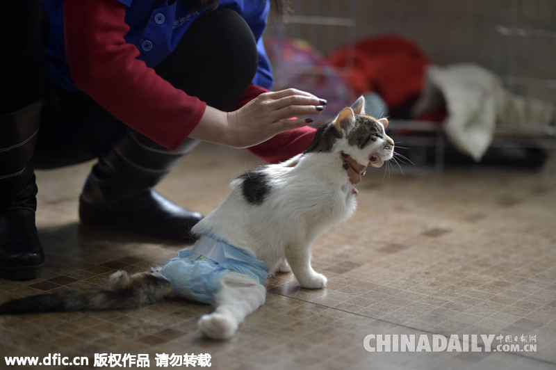 重庆8个月大“猫坚强”后肢丧志行走功能仍顽强存活