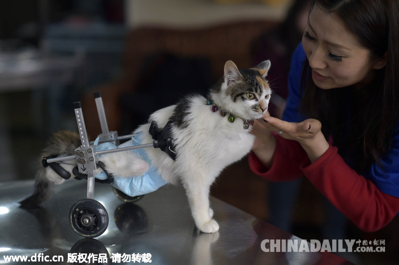 重庆8个月大“猫坚强”后肢丧失行走功能顽强存活