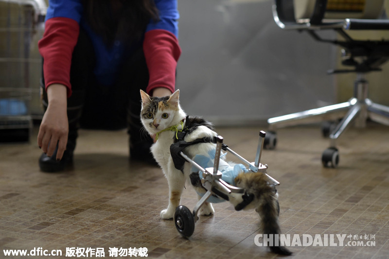 重庆8个月大“猫坚强”后肢丧失行走功能顽强存活