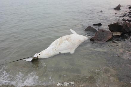 福建发现死亡中华白海豚 腹部背部均有伤口(图)