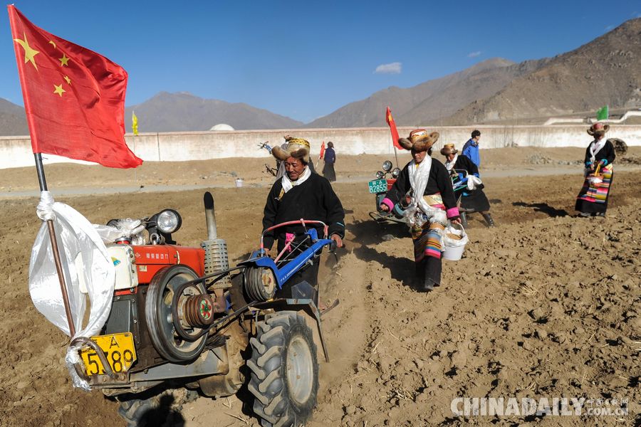 西藏拉萨：春耕开犁