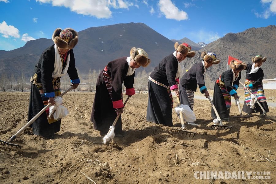 西藏拉萨：春耕开犁