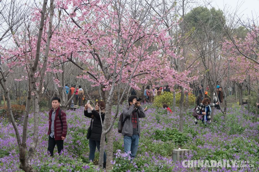 上海樱花节在顾村公园开幕