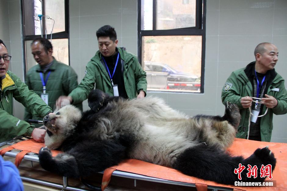 四川卧龙紧急救治一只患病野生大熊猫