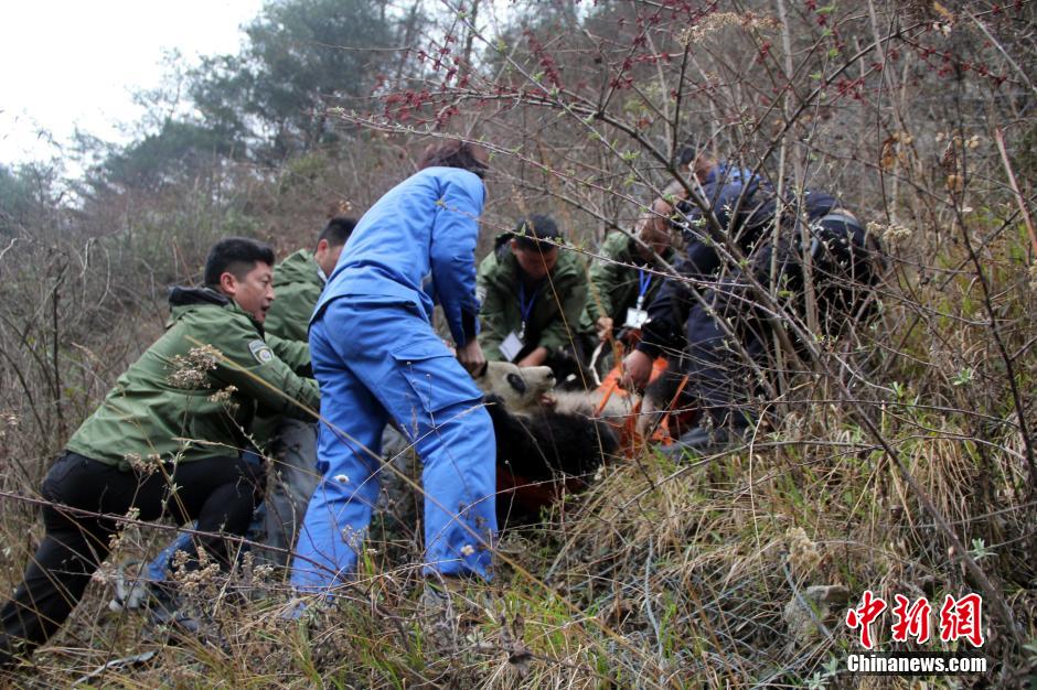 四川卧龙紧急救治一只患病野生大熊猫