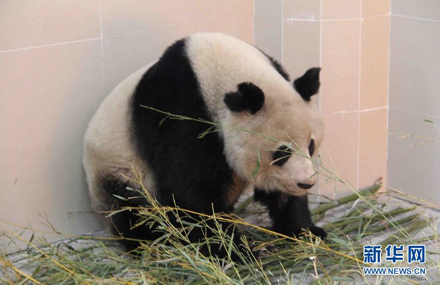 四川卧龙发现生病野生大熊猫 目前已被隔离救治