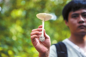 四工友凤凰山采食毒蘑菇被放倒 两年4人误吃死亡