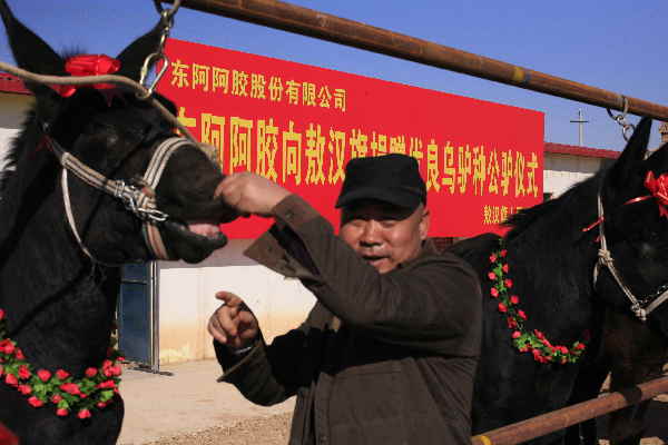 东阿阿胶在内蒙古打造毛驴全产业链开发模式 使毛驴价值倍增