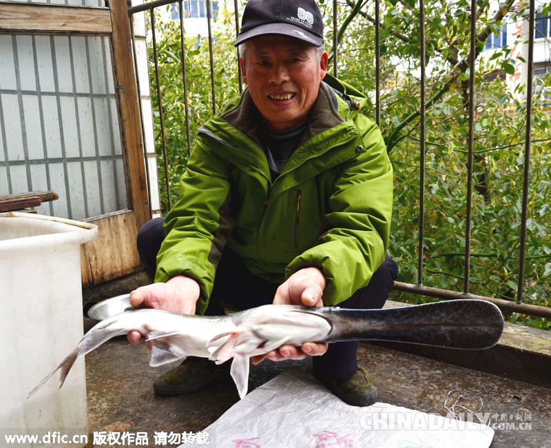 安徽老人垂钓巢湖钓到世界珍稀鱼类“匙吻鲟”