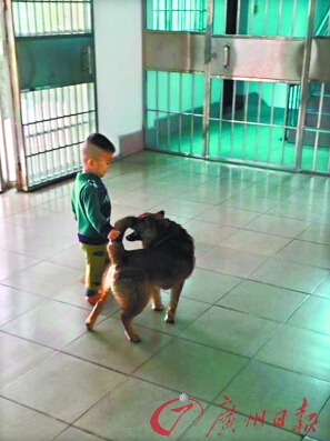 广东2岁男孩曾2次走丢 均被宠物狗寻回