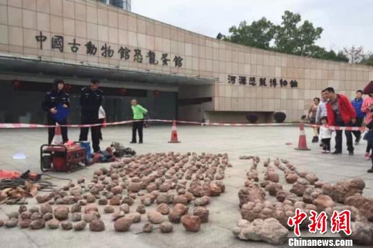 广东警方查获500余枚恐龙蛋化石移交博物馆(图)