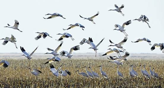 莫莫格国家级自然保护区一群白鹤在湿地翩跹起舞