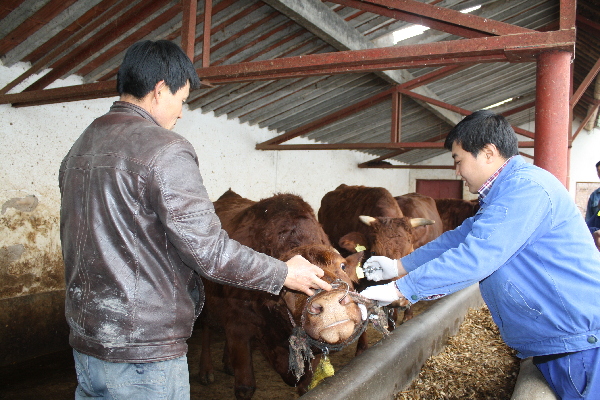 甘肃平凉市：崆峒区密织畜牧养殖防疫安全网