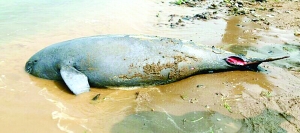 鄱阳湖现死亡江豚 死因不明　系今年被发现第二头