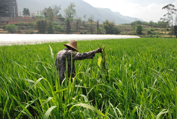 云南富民生物技术防治1万亩农作物病虫害