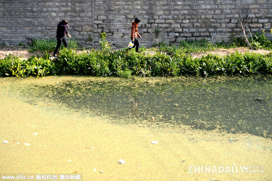 济南：水草疯涨下游聚集 市区河道变身“草原”