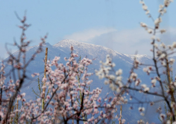 春日奇景海坨戴雪