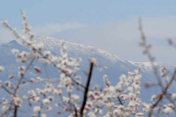 春日奇景海坨戴雪