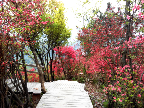 安徽天峡景区最美徒步路线迎来“花季”
