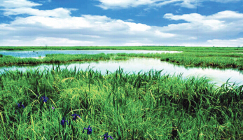 国际重要湿地全国46个 黑龙江省占8席
