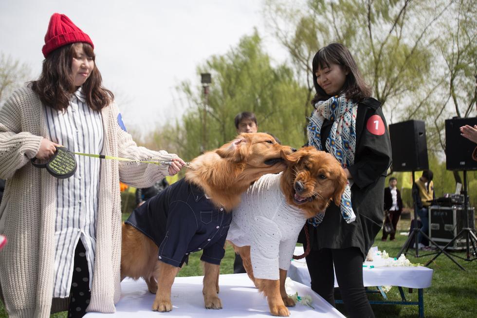 北京举行宠物集体婚礼 奥运冠军颁结婚证书