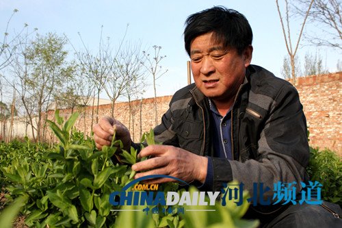 邢台市巨鹿县银花枝变“金枝”