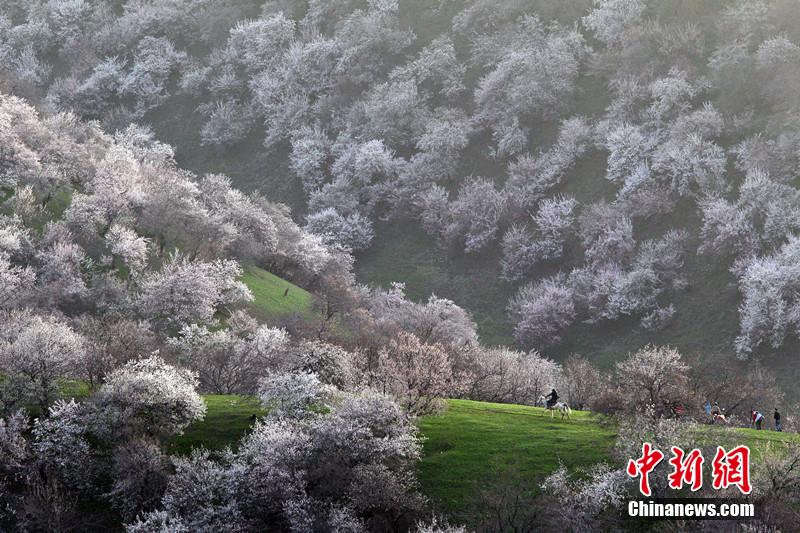新疆伊犁吐尔根三万亩野杏花一夜盛开