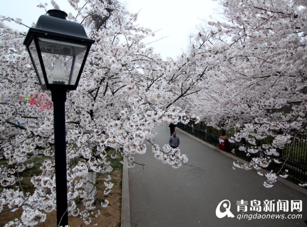 樱花大道空无一人 实拍青岛晨光中的童话世界