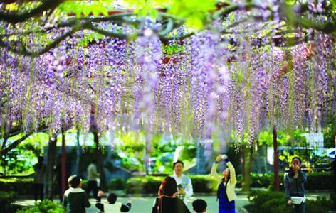 嘉定紫藤园周末迎大客流 游客超1600人将限流