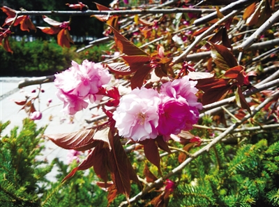 明年4月就能去宗角禄康看樱花啦 主要分布在三处