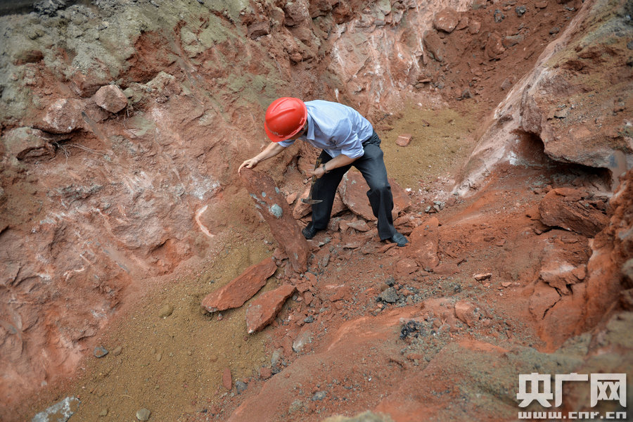 广东河源闹市挖出43枚恐龙蛋化石