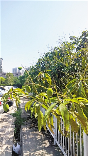 坐果时间遭遇冷雨天气 今年深圳的芒果树难见几只果
