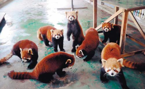 照看萌物也操心 小熊猫班“新同学”的幸福生活
