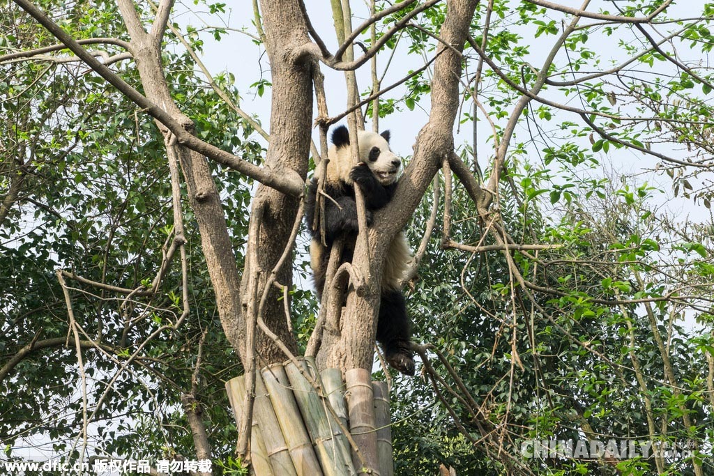 成都大熊猫繁育基地 任性“国宝”坐享成堆鲜竹笋
